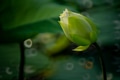 White Lotus Flower Bud White Lotus Flower Bud - PhotoDune Item for Sale