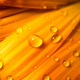 Close up of orange flower petals with water droplets shining in sunlight Close up of orange flower petals with water droplets shining in sunlight - PhotoDune Item for Sale