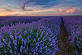 Lavender field Lavender field - PhotoDune Item for Sale