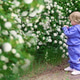Little blonde hair boy enjoying white flowers bush in blooming garden. Springtime kid allergy. Little blonde hair boy enjoying white flowers bush in blooming garden. Springtime kid allergy. - PhotoDune Item for Sale