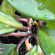 Hoya plant leaves damaged by mealybugs (Pseudococcidae). plant diseases Hoya plant leaves damaged by mealybugs (Pseudococcidae). plant diseases - PhotoDune Item for Sale