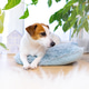 Dog Jack Russell Terrier lying on blue fluffy pillow among houseplants. Dog Jack Russell Terrier lying on blue fluffy pillow among houseplants. - PhotoDune Item for Sale