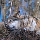 Gray wolf resting on the forest floor with alert eyes in a natural woodland environment Gray wolf resting on the forest floor with alert eyes in a natural woodland environment - PhotoDune Item for Sale