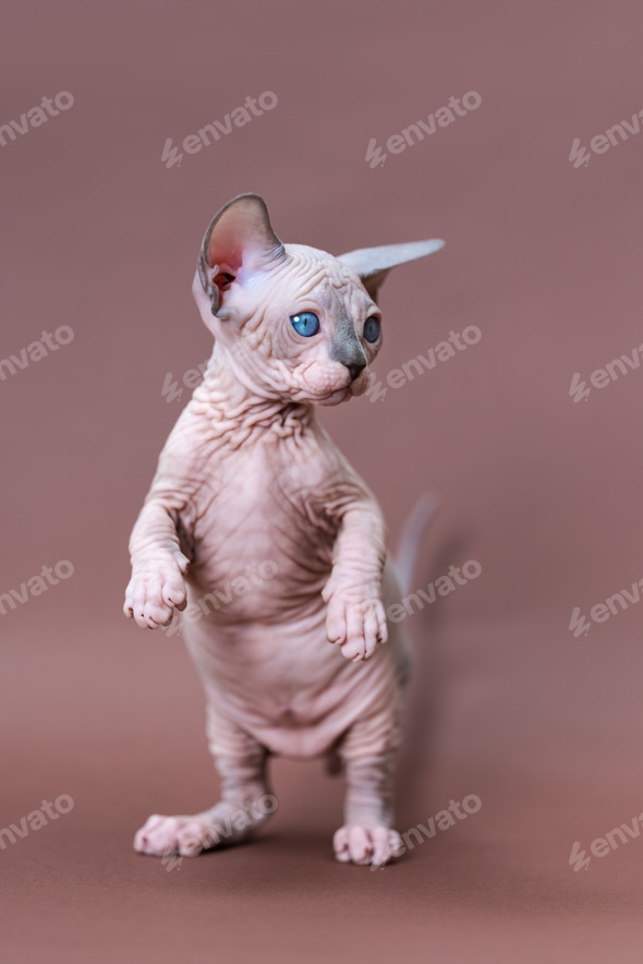 Female Sphynx Male Hairless Cat Types Of Hairless Cats And How To