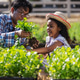 A father and daughter care for fresh green plants together in a backyard garden. A father and daughter care for fresh green plants together in a backyard garden. - PhotoDune Item for Sale