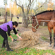 Middle Aged Woman Feeding Hay to Horse Behind Fence Middle Aged Woman Feeding Hay to Horse Behind Fence - PhotoDune Item for Sale