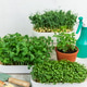 Growing fresh nutritious microgreens at home for healthy eating Growing fresh nutritious microgreens at home for healthy eating - PhotoDune Item for Sale