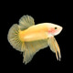 betta fish on black betta fish on black - PhotoDune Item for Sale