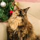 Elegant Tortoiseshell Fluffy Maine Coon Cat Posing Near Christmas Tree During Festive Season. Elegant Tortoiseshell Fluffy Maine Coon Cat Posing Near Christmas Tree During Festive Season. - PhotoDune Item for Sale