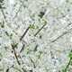 Branch of delicate white blossoms of cherry tree or plum tree in full bloom in early spring. Branch of delicate white blossoms of cherry tree or plum tree in full bloom in early spring. - PhotoDune Item for Sale