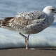 Herring Gull with Starfish Herring Gull with Starfish - PhotoDune Item for Sale