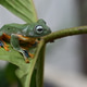 The green tree frog, Rhacophorus reinwardtii The green tree frog, Rhacophorus reinwardtii - PhotoDune Item for Sale