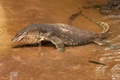 Water Monitor lizard Water Monitor lizard - PhotoDune Item for Sale