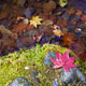 A leaf of Japanese maple A leaf of Japanese maple - PhotoDune Item for Sale