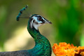 Male peafowl are referred to as peacocks, and female peafowl are referred to as peahens. Male peafowl are referred to as peacocks, and female peafowl are referred to as peahens. - PhotoDune Item for Sale