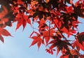 Fall magenta maple tree leaves background with blue sky behind the branches. Fall magenta maple tree leaves background with blue sky behind the branches. - PhotoDune Item for Sale