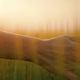 Female hand touches thick high green grass. Close up woman on wheat field in the rays of the sunset Female hand touches thick high green grass. Close up woman on wheat field in the rays of the sunset - PhotoDune Item for Sale