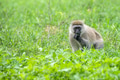 Vervet monkey or Chlorocebus pygerythrus Vervet monkey or Chlorocebus pygerythrus - PhotoDune Item for Sale