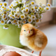 One small red-haired chicken on the background of a green mug with flowers One small red-haired chicken on the background of a green mug with flowers - PhotoDune Item for Sale