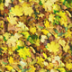 Autumn seamless pattern background Autumn seamless pattern background - PhotoDune Item for Sale