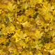 Autumn seamless pattern background Autumn seamless pattern background - PhotoDune Item for Sale