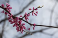 Blooming easter redbud tree with branches filled with magenta buds are the sign that Spring is close Blooming easter redbud tree with branches filled with magenta buds are the sign that Spring is close - PhotoDune Item for Sale