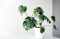 monstera flower in a white pot stands on a table monstera flower in a white pot stands on a table - PhotoDune Item for Sale