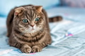 Grey British Shorthair cat portrait Grey British Shorthair cat portrait - PhotoDune Item for Sale
