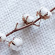 Close-up of cotton branch on white textured fabric surface. Trendy color of 2026 year Close-up of cotton branch on white textured fabric surface. Trendy color of 2026 year - PhotoDune Item for Sale