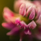 Macro Flower, pink in color and soft in feel Macro Flower, pink in color and soft in feel - PhotoDune Item for Sale