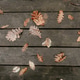 Flat lay of leaves. Dry leaves concept. Flat lay of leaves. Dry leaves concept. - PhotoDune Item for Sale