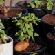 Mini Collection of Portulacaria Afra jade plant bonsai with mini pots. Mini Collection of Portulacaria Afra jade plant bonsai with mini pots. - PhotoDune Item for Sale