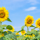 Sunflower blooming in field Sunflower blooming in field - PhotoDune Item for Sale