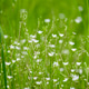 Green grass with little white flowers Green grass with little white flowers - PhotoDune Item for Sale