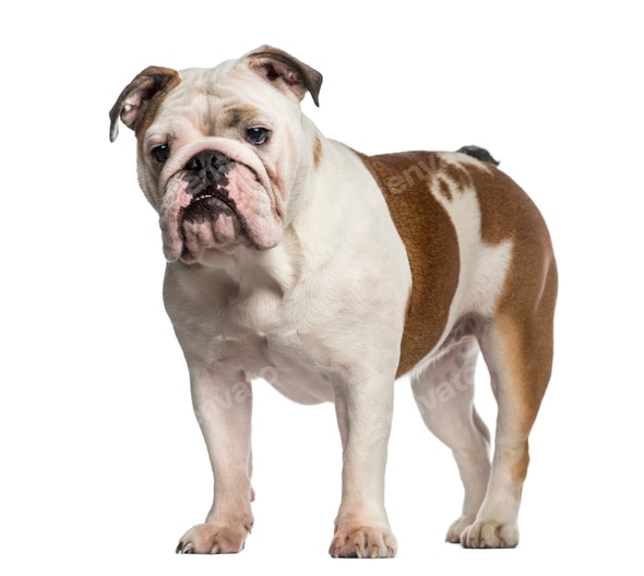 Mastiff Breed Month Old English Mastiff 10 Week Old English