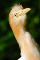 Portrait of a cattle egret. Close-up view of a cattle egret Portrait of a cattle egret. Close-up view of a cattle egret - PhotoDune Item for Sale
