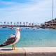 Seagull in Cascais harbor, Portugal Seagull in Cascais harbor, Portugal - PhotoDune Item for Sale