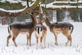 Fallow deer, stag with antlers and female roe deer in the local park looking for food in the snow Fallow deer, stag with antlers and female roe deer in the local park looking for food in the snow - PhotoDune Item for Sale