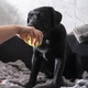 A Labrador puppy sniffs a hand with a ball while sitting on a sofa A Labrador puppy sniffs a hand with a ball while sitting on a sofa - PhotoDune Item for Sale