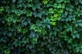 Leaves of wild grapes. Wall of leaves of wild grapes. Close up texture of green wild grape leaves. Leaves of wild grapes. Wall of leaves of wild grapes. Close up texture of green wild grape leaves. - PhotoDune Item for Sale