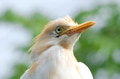 Portrait of a cattle egret. Close-up view of a cattle egret Portrait of a cattle egret. Close-up view of a cattle egret - PhotoDune Item for Sale