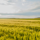 Agricultural Growth -Various Fields - Agriculture Farming Field Agricultural Growth -Various Fields - Agriculture Farming Field - PhotoDune Item for Sale