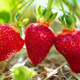 Ripe Red Strawberries Ripening On Bush In Sunny Summer Garden Ripe Red Strawberries Ripening On Bush In Sunny Summer Garden - PhotoDune Item for Sale