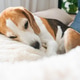 Close Up of a Beagle Dog Sleeping on a White Fluffy Blanket Close Up of a Beagle Dog Sleeping on a White Fluffy Blanket - PhotoDune Item for Sale