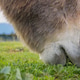 Close up of donkey eating grass on a farm. Close up of donkey eating grass on a farm. - PhotoDune Item for Sale