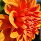 Dahlia flower blooming in the garden Dahlia flower blooming in the garden - PhotoDune Item for Sale