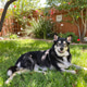 Beautiful Dog in the Backyard Beautiful Dog in the Backyard - PhotoDune Item for Sale