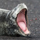 Leopard Seal Leopard Seal - PhotoDune Item for Sale
