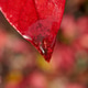 Tip of a Red Leaf with Water Tip of a Red Leaf with Water - PhotoDune Item for Sale