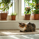 Calm cat with loaf position sits on jute rug at home. Cute kitty rest on floor surrounded by plants Calm cat with loaf position sits on jute rug at home. Cute kitty rest on floor surrounded by plants - PhotoDune Item for Sale